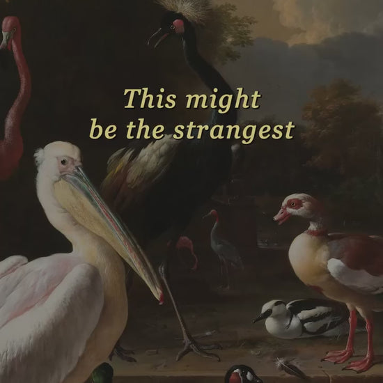 Art Lectio reflection: Melchior d’Hondecoeter, The Floating Feather
