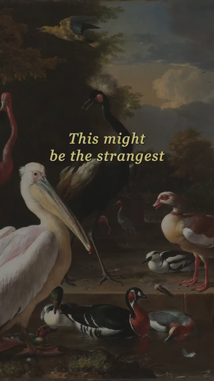 Art Lectio reflection: Melchior d’Hondecoeter, The Floating Feather